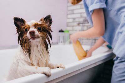 Pet Grooming and Pet Sitting Insurance in Houston, TX by Houston Small Business Insurance