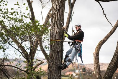 Tree Trimming Insurance in Houston, TX by Houston Small Business Insurance